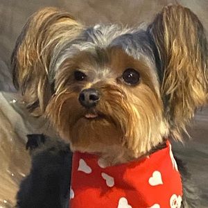 Meet your Posher, Sophia